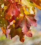 <br>Racine Erland<br>October 2024<br>Autumn Colours