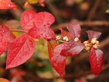 <br>Willie Harvie<br>October 2024<br>Blueberries
