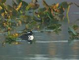 <br>Willie Harvie<br>October 2024<br>Out of the morning mist