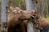 <br>Marilyn Jeffries<br>Evening Favourites<br>November 2024<br>Wildlife-No Hand Of Man A Tasty Morsel - 2nd Place