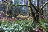 <br>Marilyn Jeffries<br>November 2024<br>A Walk in the Forest After the Rain<br>