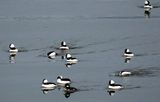 <br>Willie Harvie<br>Cowichan Bay/Hecate Park Jan. 1 - 17, 2025<br>Buffleheads