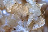 <br>Marilyn Jeffries<br>Frozen Things-February 1-14, 2025<br>Hydrangea Lace<br>