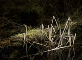 <br>Racine Erland<br>Marshes, Lagoons & Gardens<br>March 16-31, 2025<br>Hidden in a Corner of the Marsh