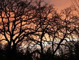 <br>Willie Harvie<br>March 2025<br>Sunset & Maple Trees
