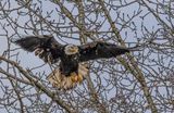 <br>Carl Erland<br>March 2025<br>Tree Take-Off