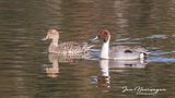 <br>Jan Heerwagen<br>Marshes, Lagoons & Gardens<br>March 16-31, 2025<br>Mr. & Mrs. Northern Piintail