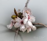 <br>Racine Erland<br>March 2025<br>Finally...Its Spring!