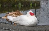 <br>Jan Heerwagen<br>March 2025<br>Muscovy at Quamichan