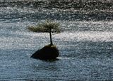 <br>Willie Harvie<br>Theme Water - April 1 - 15, 2025<br>Fairy tree 