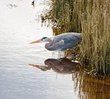 <br>Marilyn Jeffries<br>Marshes, Lagoons & Gardens<br>March 16 - 31, 2025<br>Ready to Pounce<br>
