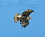 <br>Willie Harvie<br>May 2025<br>Red-tailed Hawk
