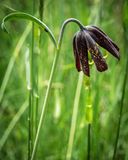 <br>Randy Blake<br>Theme Wildflowers - May 1-17, 2025<br>Chocolate Lily