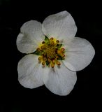 <br>Carl Erland<br>Theme Wildflowers - May 1-17, 2025<br>Woodland Strawberry