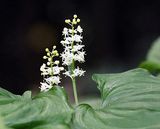 <br>Willie Harvie<br>Theme Wildflowers - May 1 - 17, 2025<br>False Lily-of-the-Valley