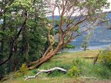 <br>Willie Harvie<br>May 2025<br>Arbutus and Broom