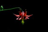 <br>Carl Erland<br>June 2025<br>Columbine