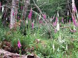 <br>Willie Harvie<br>June 2025<br>Foxgloves