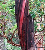 <br>Willie Harvie<br>Shoot What Moves You<br>Field Trip June 16 - 30, 2025<br>Colourful Bark