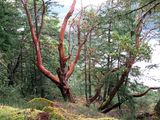 <br>Willie Harvie<br>Shoot What Moves You<br>Field Trip - June 16 - 30, 2025<br>Arbutus trees