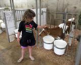 <br>Willie Harvie<br>August 2025<br>Fanny Mae gets an Ear Rub