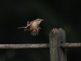 Carolina Wren Landing 1 wk1_P6250084.jpg