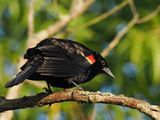 Redwing Blackbird 2wk1_P7030160.jpg