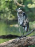 GBH 1wk1_P7031265.jpg