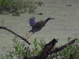 Green Heron Liftoff 1wk1_P7060680.jpg