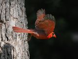 Cardinal in Flight (m) 2wk1_P7100379.jpg