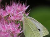 Cabbage White 1 wk_1P9160011.jpg