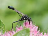 Thread Waisted Wasp 1 wk1_P9160126.jpg