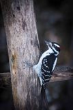_DSC0349.jpg
