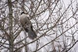 Canada jay