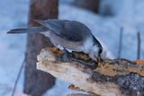 _DSC0640.jpg