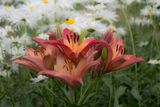 _DSC0919.jpg