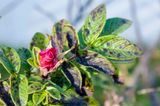 _DSC7901.jpg