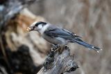 _DSC0640.jpg