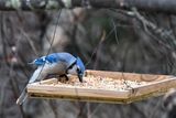 _DSC0641.jpg