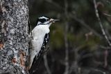 _DSC0644.jpg