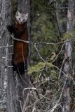 Pine Marten