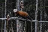 Pine Marten