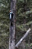 _DSC0707.jpg