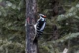 _DSC0708.jpg