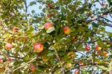 DSC_2506.jpg