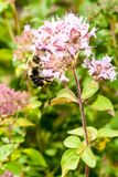 DSC_2516.jpg