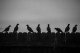 _D703392.jpg
