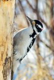 _DSC4450.jpg