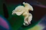 Stigmate_tulipe_16x20
