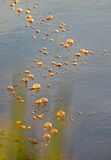 RA_ Au ptit matin  DSC _8869  16x20